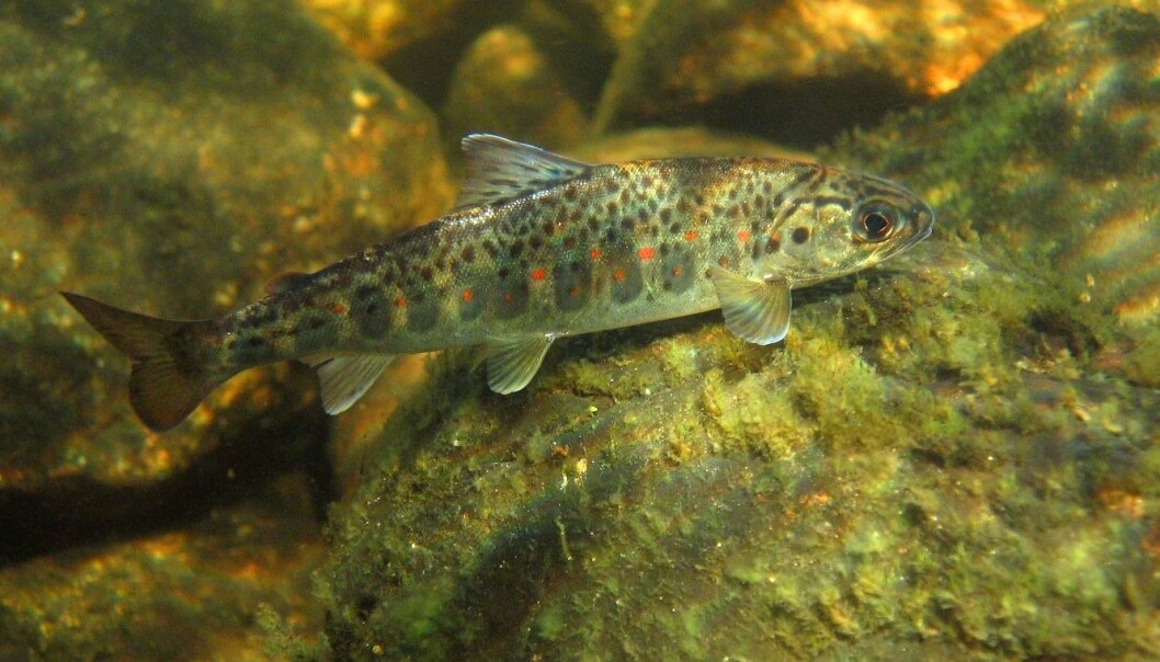 Ungfisk i Tanavassdraget. (Foto: Panu Orell) Ungfisk i Tanavassdraget. (Foto: Panu Orell)