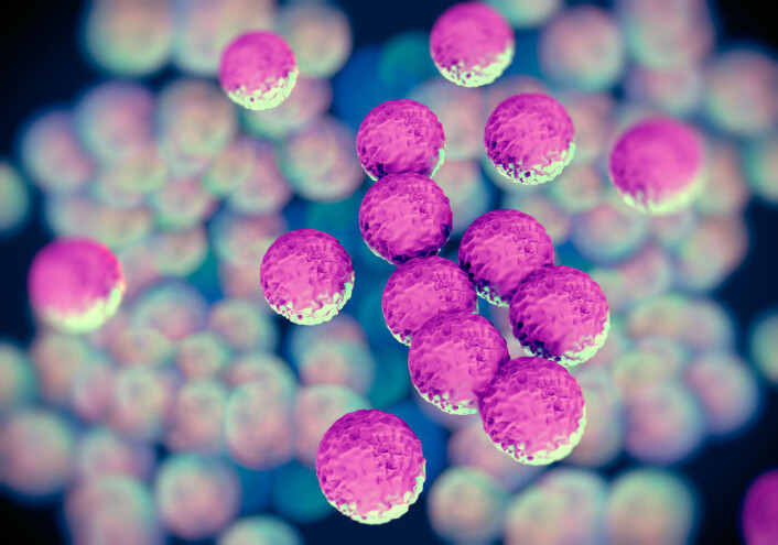 Illustrasjon av meticillinresistente gule stafylokokker - MRSA. Denne typen bakterie er motstandsdyktig mot en rekke typer antibiotika, men tålte ikke det nye stoffet teixobactin. (Foto: (Illustrasjon: Microstock)) Illustrasjon av meticillinresistente gule stafylokokker - MRSA. Denne typen bakterie er motstandsdyktig mot en rekke typer antibiotika, men tålte ikke det nye stoffet teixobactin. (Foto: (Illustrasjon: Microstock))
