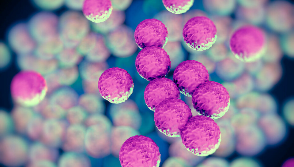 Illustrasjon av meticillinresistente gule stafylokokker - MRSA. Denne typen bakterie er motstandsdyktig mot en rekke typer antibiotika, men tålte ikke det nye stoffet teixobactin.  (Illustrasjon: Microstock)