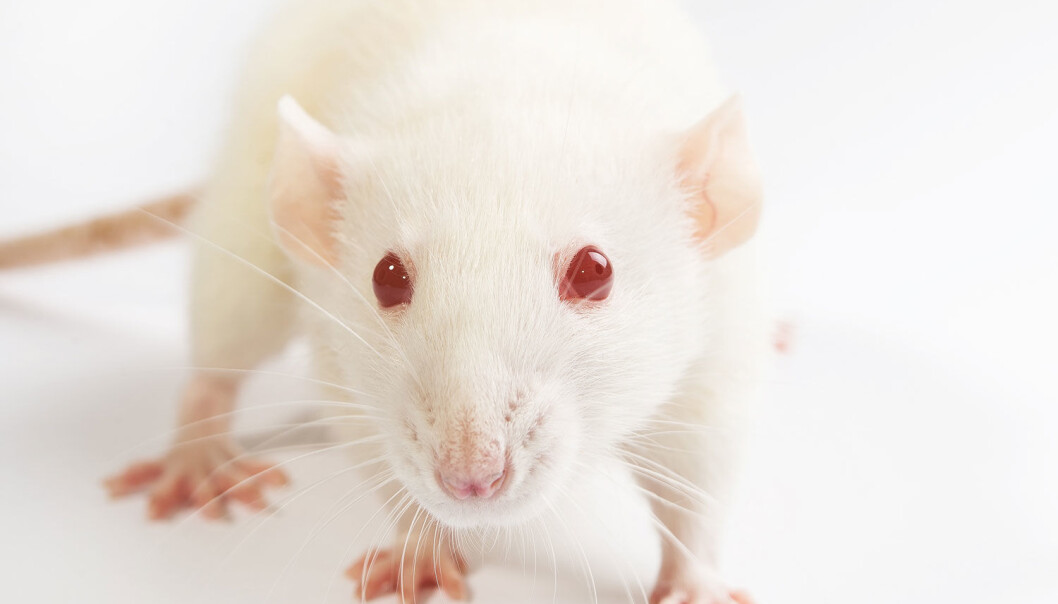 Amerikanske forskere har utviklet en slankepille som virker på mus. Nå skal de sette igang forsøk på mennesker. (Foto: Microstock) Amerikanske forskere har utviklet en slankepille som virker på mus. Nå skal de sette igang forsøk på mennesker. (Foto: Microstock)