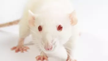 Pille lurer mus til å forbrenne mer