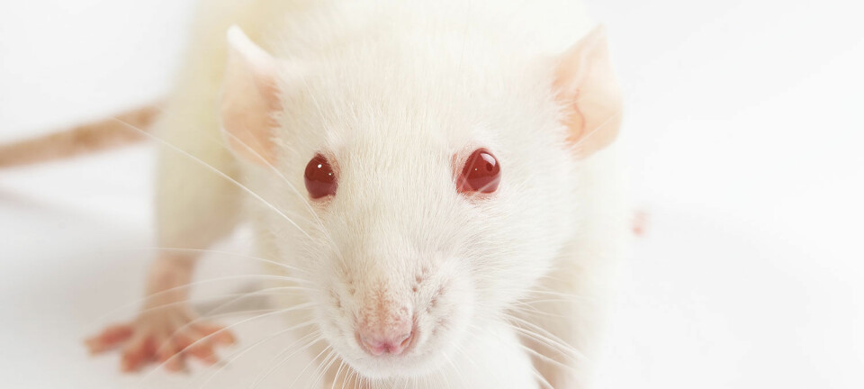 Amerikanske forskere har utviklet en slankepille som virker på mus. Nå skal de sette igang forsøk på mennesker.  (Foto: Microstock)