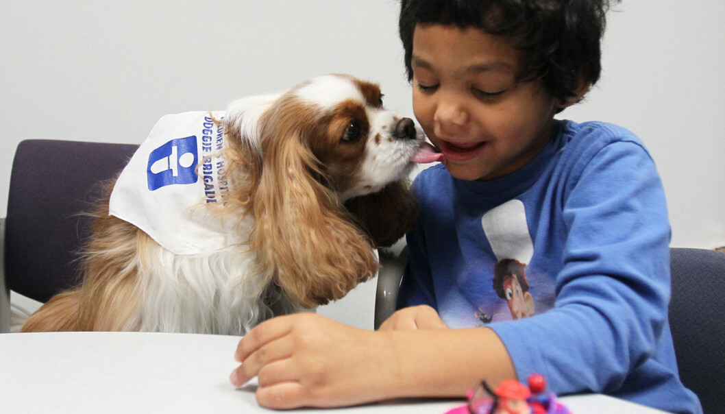Noen ganger kan det være lettere å kommunisere med dyr enn med mennesker. Denne femåringen med autisme får et kyss av en Cavalier King Charles Spaniel som jobber på et sykehus i USA. (Foto: Mike Cardew/Zuma Press) Noen ganger kan det være lettere å kommunisere med dyr enn med mennesker. Denne femåringen med autisme får et kyss av en Cavalier King Charles Spaniel som jobber på et sykehus i USA. (Foto: Mike Cardew/Zuma Press)