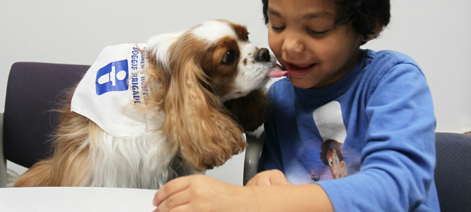 Noen ganger kan det være lettere å kommunisere med dyr enn med mennesker. Denne femåringen med autisme får et kyss av en Cavalier King Charles Spaniel som jobber på et sykehus i USA. (Foto: Mike Cardew/Zuma Press)