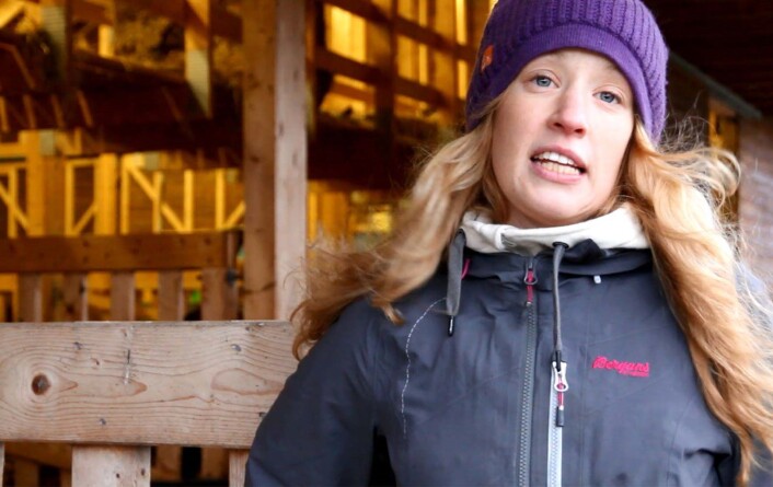 - Vi filmer ku og kalv i tre dager etter atskillelsen. Da håper vi å kunne si noe om hvordan de ulike metodene oppleves for dyra, sier Emma Brunberg, forsker ved Bioforsk Økologisk. (Foto: Anita Land, Bioforsk) - Vi filmer ku og kalv i tre dager etter atskillelsen. Da håper vi å kunne si noe om hvordan de ulike metodene oppleves for dyra, sier Emma Brunberg, forsker ved Bioforsk Økologisk. (Foto: Anita Land, Bioforsk)