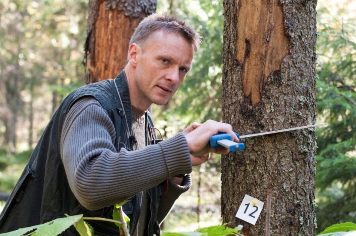 Knut Ole Viken klaver et tre, det vil si å måle diameteren på stammen i brysthøyde. Et tre er definert som større enn 5 centimeter i brysthøyde. (Foto: Lars Sandved Dalen, Skog og landskap) Knut Ole Viken klaver et tre, det vil si å måle diameteren på stammen i brysthøyde. Et tre er definert som større enn 5 centimeter i brysthøyde. (Foto: Lars Sandved Dalen, Skog og landskap)
