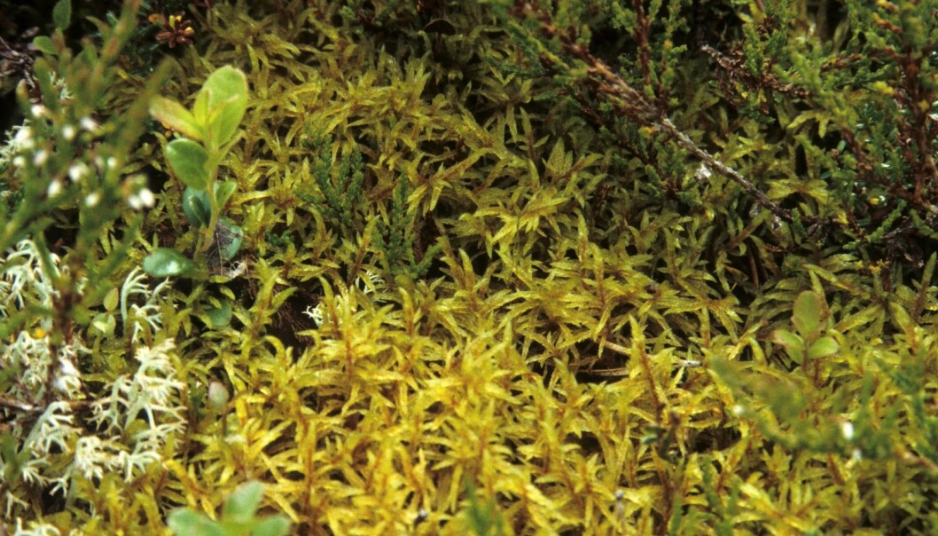 Moser er en av verdens mest suksessfulle organismer. De finnes nær sagt over alt i boreal barskog og kan danne myke tepper i skogbunnen. Furumose (<em>Pleurozium schreberi</em>) er en av våre vanligste mosearter. (Foto: John Yngvar Larsson, Skog og landskap) Moser er en av verdens mest suksessfulle organismer. De finnes nær sagt over alt i boreal barskog og kan danne myke tepper i skogbunnen. Furumose (<em>Pleurozium schreberi</em>) er en av våre vanligste mosearter. (Foto: John Yngvar Larsson, Skog og landskap)