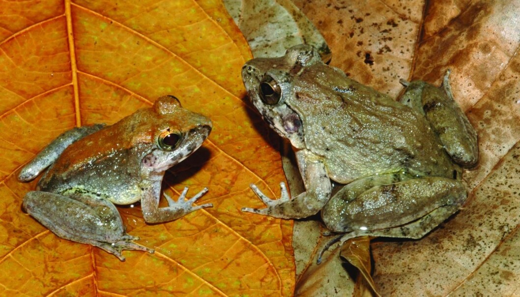 Den nylig beskrevne froskearten L. Larvaepartus, på Sulawesi i Indonesia. (Foto: Jim McGuire Photo) Den nylig beskrevne froskearten L. Larvaepartus, på Sulawesi i Indonesia. (Foto: Jim McGuire Photo)