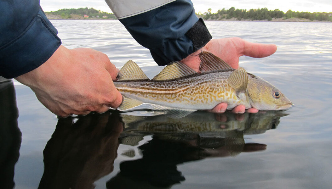 Torsk overlever fang-og-slipp. Fisken får mindre stress og plager dersom den blir behandlet skikkelig. (Foto: Martin Wiech) Torsk overlever fang-og-slipp. Fisken får mindre stress og plager dersom den blir behandlet skikkelig. (Foto: Martin Wiech)