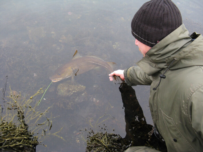 Ta med våte hender i fisken og vær kjapp, er forskerens råd til fang-og-slipp-fiskere. (Foto: Havforskningsinstituttet) Ta med våte hender i fisken og vær kjapp, er forskerens råd til fang-og-slipp-fiskere. (Foto: Havforskningsinstituttet)