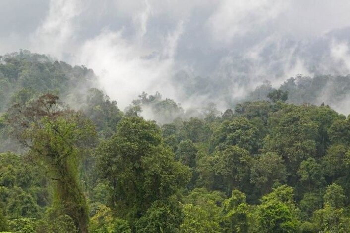Noen av artene er funnet i dette regnskogsområdet, i Halimun National Park på Java. (Foto: Alexander Riedel) Noen av artene er funnet i dette regnskogsområdet, i Halimun National Park på Java. (Foto: Alexander Riedel)