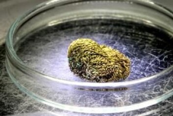 Det lille garnnøstet fra bronseskrinet er omkring en centimeter i diameter.
(Foto: Det danske Nationalmuseet) Det lille garnnøstet fra bronseskrinet er omkring en centimeter i diameter.
(Foto: Det danske Nationalmuseet)
