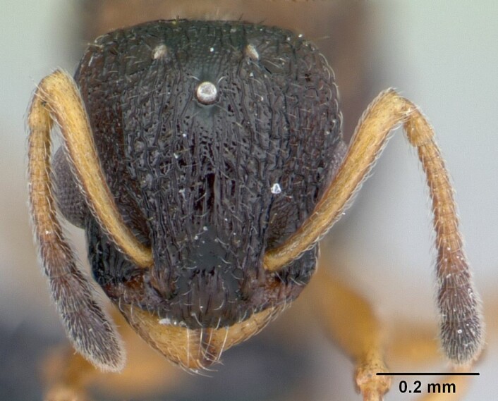 Hodet til en Smalmaur av arten Temnothorax albipennis. (Foto: April Nobile, www.antweb.org)