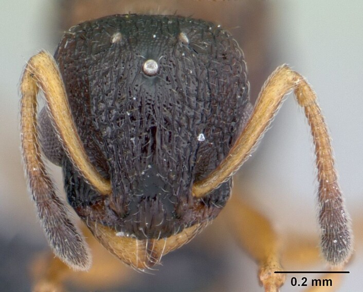 Hodet til en Smalmaur av arten Temnothorax albipennis. (Foto: April Nobile, www.antweb.org) Hodet til en Smalmaur av arten Temnothorax albipennis. (Foto: April Nobile, www.antweb.org)