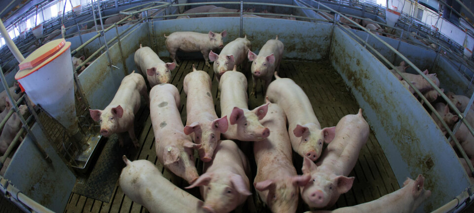 Unge griser ved en Tysklands største grisefarmer. (Illustrasjonsfoto: Jens Büttner/DPA)