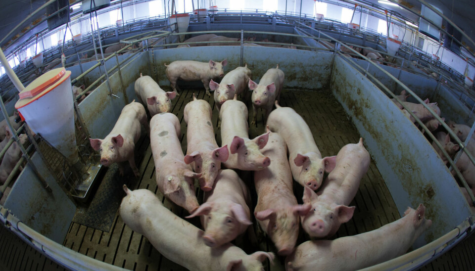 Unge griser ved en Tysklands største grisefarmer. (Illustrasjonsfoto: Jens Büttner/DPA)