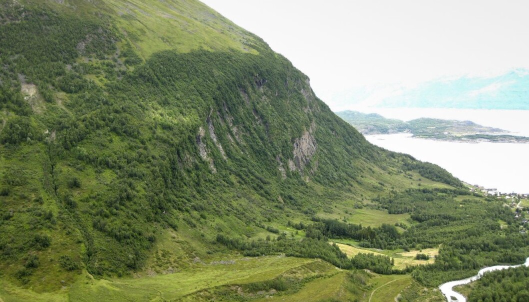 De bratte markene i Lyngen gir et næringsrikt sigevann som overrisler plantene nedenfor. (Foto: Finn-Arne Haugen, Skog og landskap) De bratte markene i Lyngen gir et næringsrikt sigevann som overrisler plantene nedenfor. (Foto: Finn-Arne Haugen, Skog og landskap)