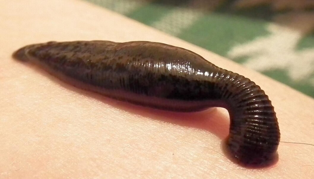 Blodigle, <em>Hirudo medicinalis</em>. (Foto: GlebK, <a href="http://creativecommons.org/licenses/by-sa/3.0/deed.no">Creative Commons</a>) Blodigle, <em>Hirudo medicinalis</em>. (Foto: GlebK, <a href="http://creativecommons.org/licenses/by-sa/3.0/deed.no">Creative Commons</a>)