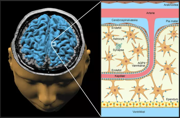 Hjernens nattlige «vaskemaskin» består av en spesiell type gliaceller som kalles astrocytter, fordi de er stjerneformede. Astrocyttene har små vannkanaler (mørkeblått) som pumper overskuddsvæske og avfallsstoffer ut i en hylse som omgir blodårene i hjernen. (Foto: (Illustrasjon: Emblem, Nagelhus og Lothe, UiO))