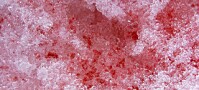 Ukas art: Snøalge – grønnalge farger snøen rød