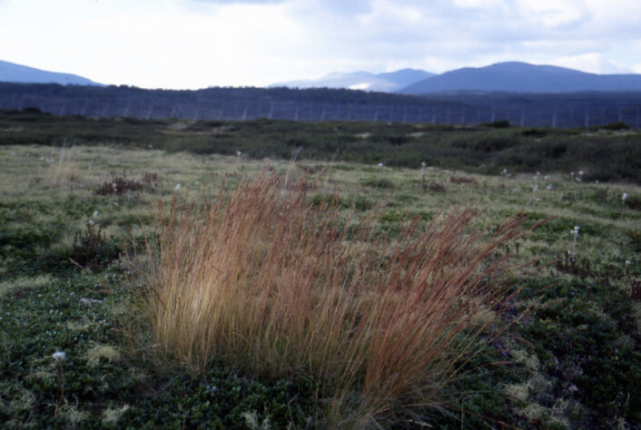 Sauesvingel ved Gamle kongeveg sør for Kongsvold. Synsinntrykket domineres av gule strå med lysbrune frøtopper, men også de grønne bladene synes nede ved bakken. (Foto: Helge Oskarsen/Agrokonsult AS) Sauesvingel ved Gamle kongeveg sør for Kongsvold. Synsinntrykket domineres av gule strå med lysbrune frøtopper, men også de grønne bladene synes nede ved bakken. (Foto: Helge Oskarsen/Agrokonsult AS)