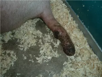 En grisehale som har blitt utsatt for biting. (Foto: NMBU)
