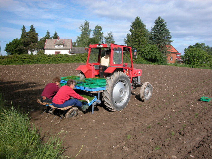 Planting av veksthusoppalede planter på Ås i juni 2003. Det er en praktisk metode når tilgangen på frø er svært begrenset. (Foto: Helge Oskarsen/Agrokonsult AS) Planting av veksthusoppalede planter på Ås i juni 2003. Det er en praktisk metode når tilgangen på frø er svært begrenset. (Foto: Helge Oskarsen/Agrokonsult AS)