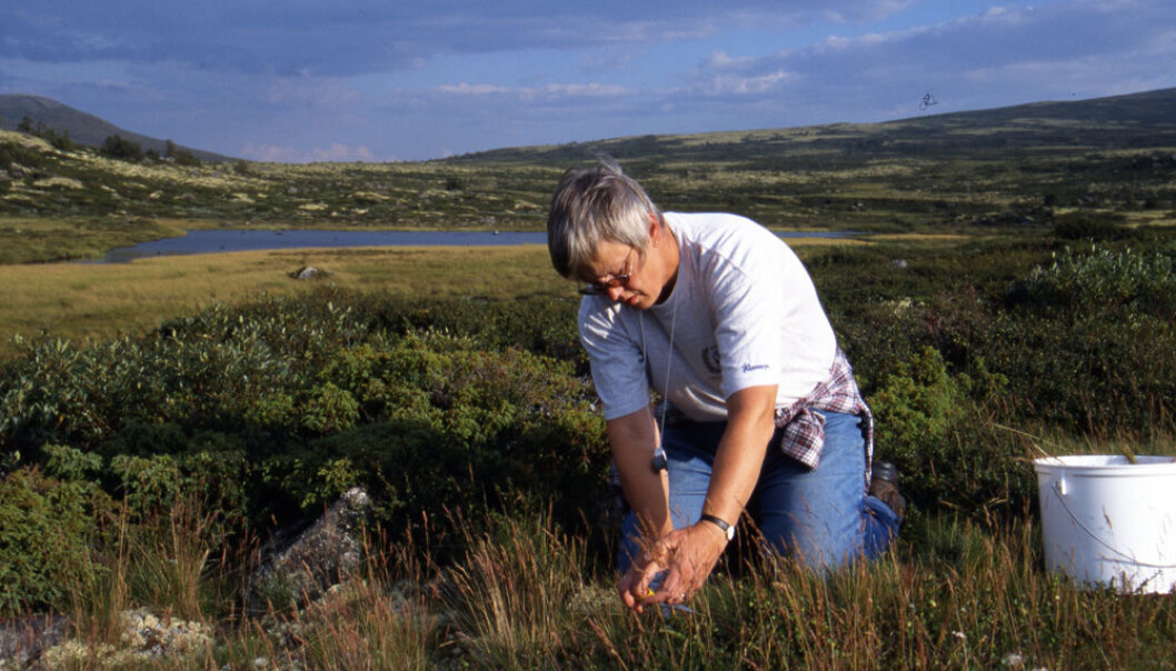 - Det ble flere helgeutflukter til Dovrefjell for å sanke frø sammen med kona, sier Helge Oskarsen i såvarefirmaet Agrokonsult AS. Her klipper Marit Moe frøtopper av sauesvingel ved Gamle kongeveg sør for Kongsvold i juli 2002. Frøtoppene ble samlet i bøtter, og deretter tørket før lagring. (Foto: Helge Oskarsen, Agrokonsult AS) - Det ble flere helgeutflukter til Dovrefjell for å sanke frø sammen med kona, sier Helge Oskarsen i såvarefirmaet Agrokonsult AS. Her klipper Marit Moe frøtopper av sauesvingel ved Gamle kongeveg sør for Kongsvold i juli 2002. Frøtoppene ble samlet i bøtter, og deretter tørket før lagring. (Foto: Helge Oskarsen, Agrokonsult AS)