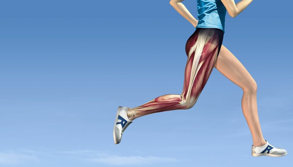 Trening har positiv effekt på funksjonene i muskelcellene. (Illustrasjon: Science Photo Library)