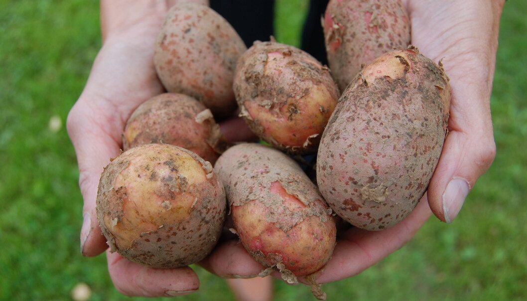 Norsk potet har de siste årene tapt markedsandeler til importpoteter. Forskerne jobber på flere områder for at forbrukerne oftere skal plukke norsk potet i butikkhyllene. (Foto: Mai Onsrud, Bioforsk) Norsk potet har de siste årene tapt markedsandeler til importpoteter. Forskerne jobber på flere områder for at forbrukerne oftere skal plukke norsk potet i butikkhyllene. (Foto: Mai Onsrud, Bioforsk)