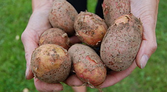 Stygge, norske poteter blir penere