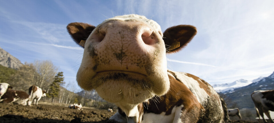 Mange kyr har kuvirus i nesa. Det kan du også ha. Men i motsetning til kua, blir du ikke syk av det. (Foto: Colourbox)