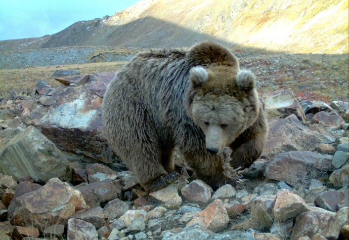 Deosai-høysletten ligger på over 4000 meter. Der holder denne brunbjørnen til. (Foto: Forskningsprosjektet) Deosai-høysletten ligger på over 4000 meter. Der holder denne brunbjørnen til. (Foto: Forskningsprosjektet)