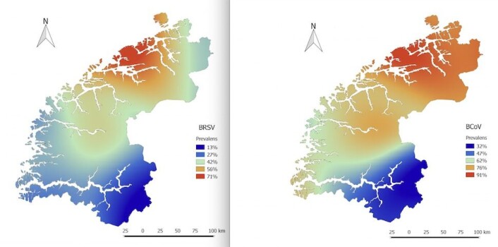 BRSV-viruset (til venstre) og BCoV-viruset (til høyre) er langt mer vanlig på gårder i Møre og Romsdal enn i Sogn og Fjordane. (Foto: (Kart: Ingrid Toftaker, Institutt for produksjonsdyrmedisin, NMBU)) BRSV-viruset (til venstre) og BCoV-viruset (til høyre) er langt mer vanlig på gårder i Møre og Romsdal enn i Sogn og Fjordane. (Foto: (Kart: Ingrid Toftaker, Institutt for produksjonsdyrmedisin, NMBU))