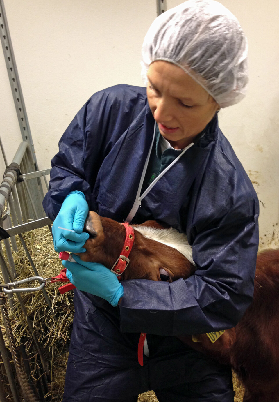 Veterinær Thea Blystad Klem ved NMBU samarbeider med Veterinærinstituttet om å finne virus i nesa til kyr. Men også mennesker kan bære kuviruset i nesa. (Foto: Faisal Suhel)