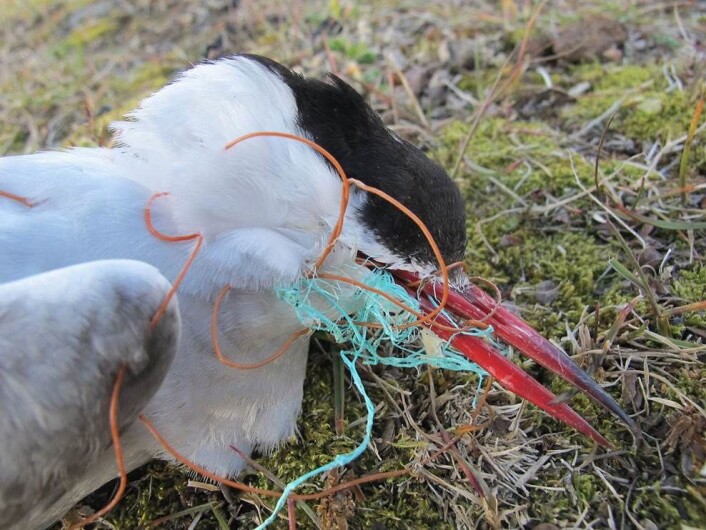 En rødnebbterne på Svalbard har omkommet, viklet inn i plasttråd. (Foto: Sysselmannen på Svalbard) En rødnebbterne på Svalbard har omkommet, viklet inn i plasttråd. (Foto: Sysselmannen på Svalbard)