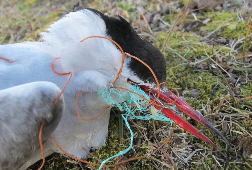 En rødnebbterne på Svalbard har omkommet, viklet inn i plasttau. (Foto: Sysselmannen på Svalbard)