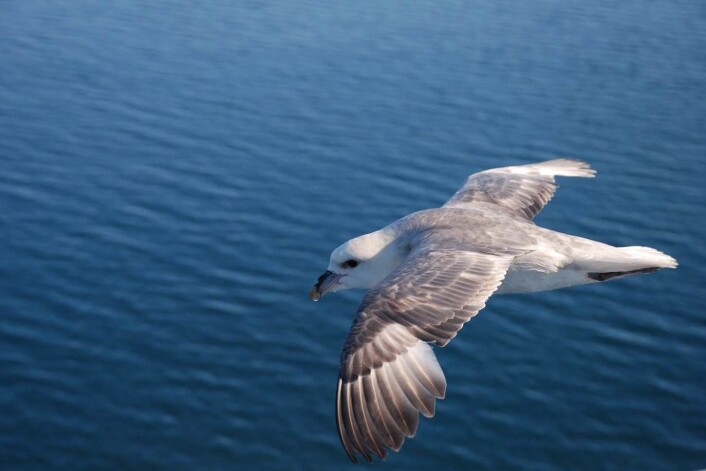 Havhesten speider etter mat på havoverflaten. Får den øye på en plastbit som flyter, stuper den ofte ned for å svelge den. Det kan få fatale følger. (Foto: Geir Wing Gabrielsen) Havhesten speider etter mat på havoverflaten. Får den øye på en plastbit som flyter, stuper den ofte ned for å svelge den. Det kan få fatale følger. (Foto: Geir Wing Gabrielsen)