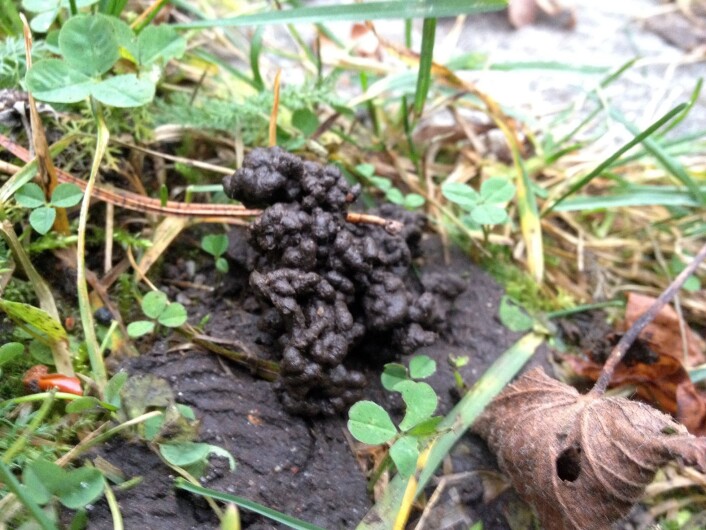 Kastene (meitemark avføringa) som stormeitemark legger fra seg inneholder mer plantenæringsstoffer en jorda omkring. (Foto: Anita Land, Bioforsk) Kastene (meitemark avføringa) som stormeitemark legger fra seg inneholder mer plantenæringsstoffer en jorda omkring. (Foto: Anita Land, Bioforsk)