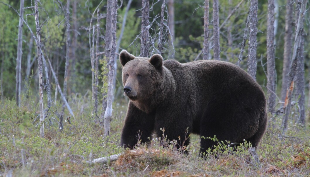 Brunbjørn i Finland. I dag lever 17 000 bjørner i ti forskjellige populasjoner i Europa. (Foto: Jan Ove Gjershaug, Norsk institutt for naturforskning) Brunbjørn i Finland. I dag lever 17 000 bjørner i ti forskjellige populasjoner i Europa. (Foto: Jan Ove Gjershaug, Norsk institutt for naturforskning)