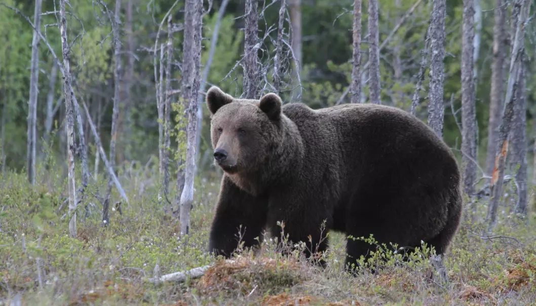 Brunbjørn i Finland. I dag lever 17 000 bjørner i ti forskjellige populasjoner i Europa. (Foto: Jan Ove Gjershaug, Norsk institutt for naturforskning)