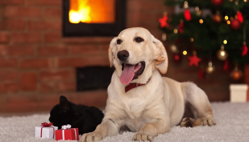 Å sette dyr i en forventningstilstand er bra for dem, og fungerer på samme måte som når vi rigger til med juleverksted og juleforberedelser for barna i adventstiden. (Foto: Microstock) Å sette dyr i en forventningstilstand er bra for dem, og fungerer på samme måte som når vi rigger til med juleverksted og juleforberedelser for barna i adventstiden. (Foto: Microstock)