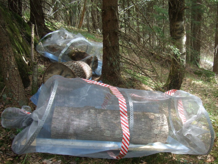 Her er ospestokkar pakka inn i netting for å stengje ute haikande sopp på insekt. (Foto: Rannveig M. Jacobsen) Her er ospestokkar pakka inn i netting for å stengje ute haikande sopp på insekt. (Foto: Rannveig M. Jacobsen)