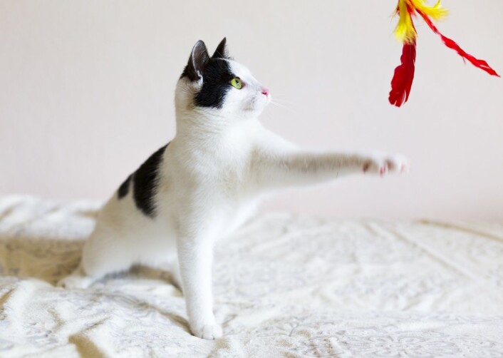 – Hvis en katt har en favorittleke, kan du gi signal om at dere skal leke, men ikke akkurat nå. Signalet kan være et lydsignal eller fakter som katten alltid assosierer med å få godet, forteller Bjarne Braastad. (Foto: Microstock) – Hvis en katt har en favorittleke, kan du gi signal om at dere skal leke, men ikke akkurat nå. Signalet kan være et lydsignal eller fakter som katten alltid assosierer med å få godet, forteller Bjarne Braastad. (Foto: Microstock)