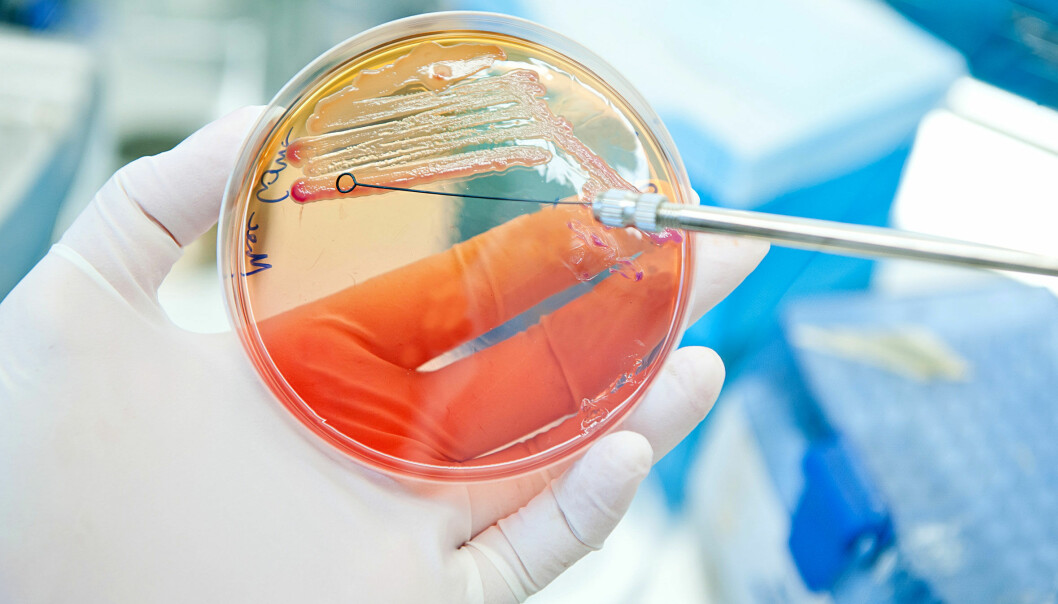 En gruppe svenske forskere har funnet en ny måte for å raskt kunne identifisere bakteriens art og sårbarhet for antibiotika. (Foto: Microstock)