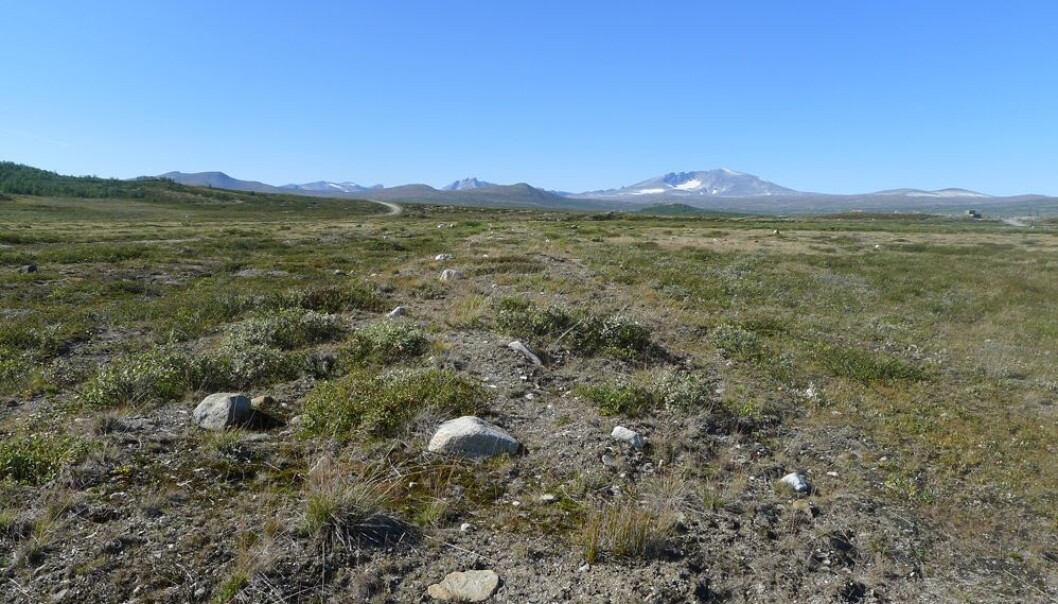 Disse to bildene viser en av veiene som er blitt fjernet fra Hjerkinn skytefelt på Dovrefjell. Bildene er tatt med 11 års mellomrom, i 2002 og 2013. Her er selve veien fjernet. Området ble ikke sådd, men det er komet til naturlig vegetasjon ved at folk har flyttet jord og torv fra grøfter og kantsoner dit veien lå før. (Foto: Dagmar Hagen) Disse to bildene viser en av veiene som er blitt fjernet fra Hjerkinn skytefelt på Dovrefjell. Bildene er tatt med 11 års mellomrom, i 2002 og 2013. Her er selve veien fjernet. Området ble ikke sådd, men det er komet til naturlig vegetasjon ved at folk har flyttet jord og torv fra grøfter og kantsoner dit veien lå før. (Foto: Dagmar Hagen)