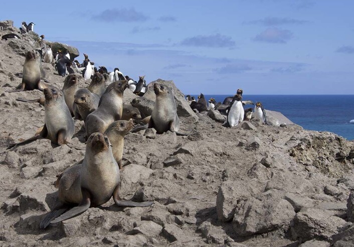 Øya er bebodd av omlag 70. 000 pelssel.
(Foto: Bjørn Frode Amundsen, Norsk Polarinstitutt) Øya er bebodd av omlag 70. 000 pelssel.
(Foto: Bjørn Frode Amundsen, Norsk Polarinstitutt)