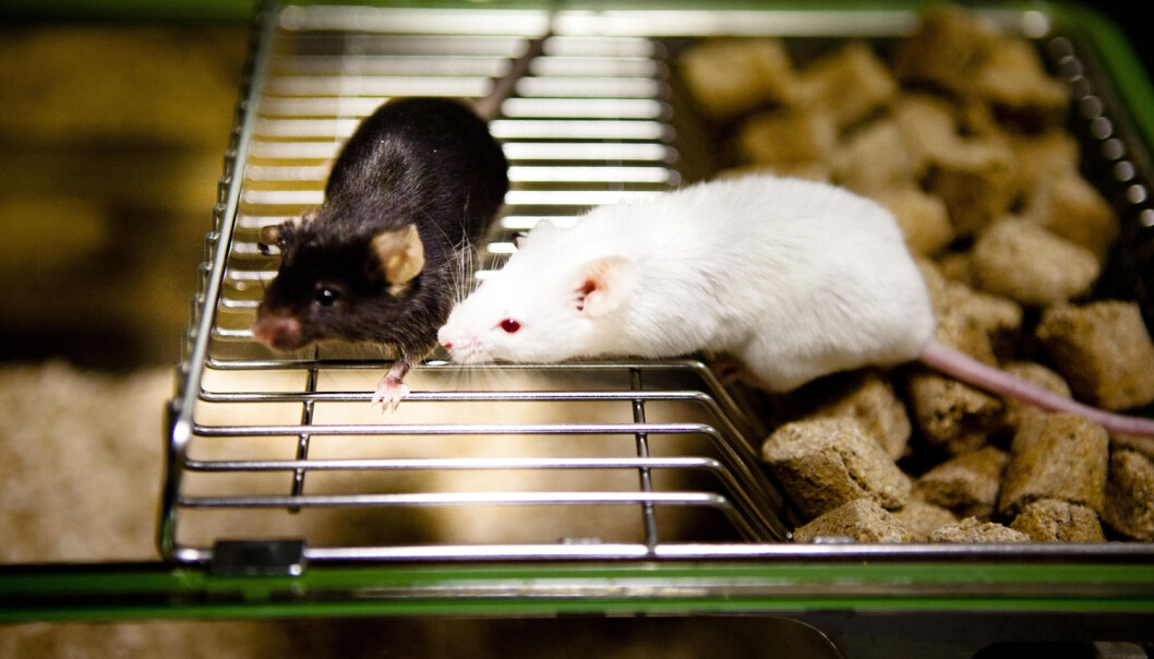Laboratoriemus er blitt mer intelligente etter at forskere sprøytet hjerneceller fra menneskefostre inn i hodene deres. Det gir ny kunnskap ulike typer hjerneceller. (Foto: Science Photo Library) Laboratoriemus er blitt mer intelligente etter at forskere sprøytet hjerneceller fra menneskefostre inn i hodene deres. Det gir ny kunnskap ulike typer hjerneceller. (Foto: Science Photo Library)