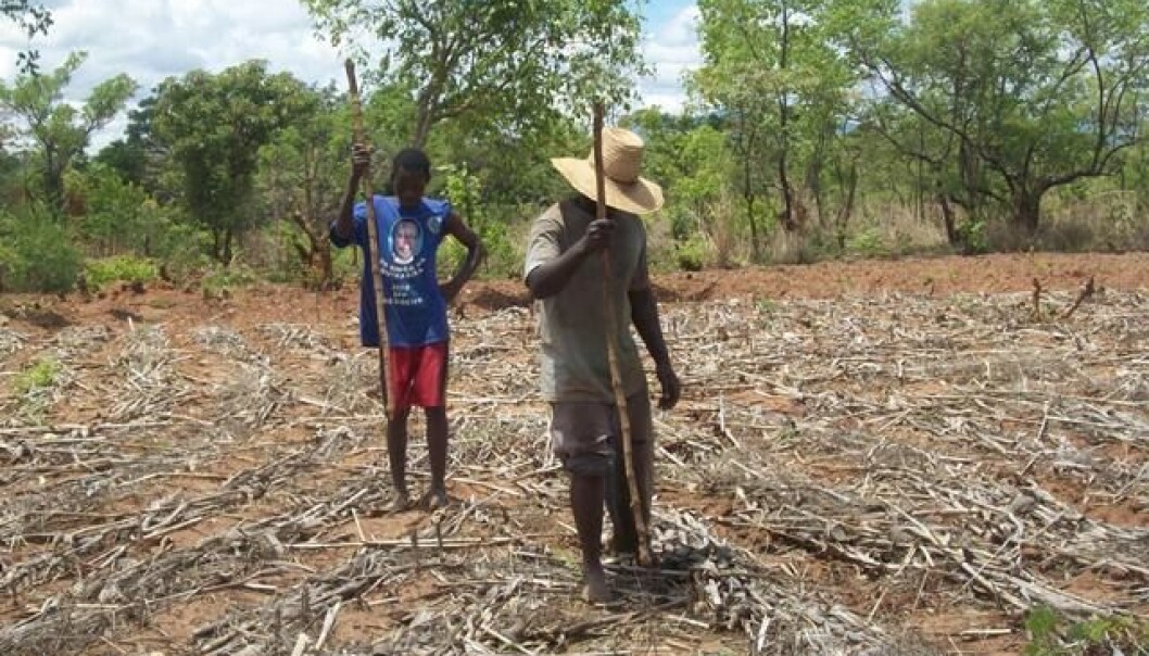 Slik ser det ut når bøndene i Malawi tar i bruk den nye metoden. Istedet for å pløye jorden, stikker de hull på jorden for å så. Bakken dekkes med hamp og planterester som beskyttelse. (Foto: Amos Ngwira) Slik ser det ut når bøndene i Malawi tar i bruk den nye metoden. Istedet for å pløye jorden, stikker de hull på jorden for å så. Bakken dekkes med hamp og planterester som beskyttelse. (Foto: Amos Ngwira)