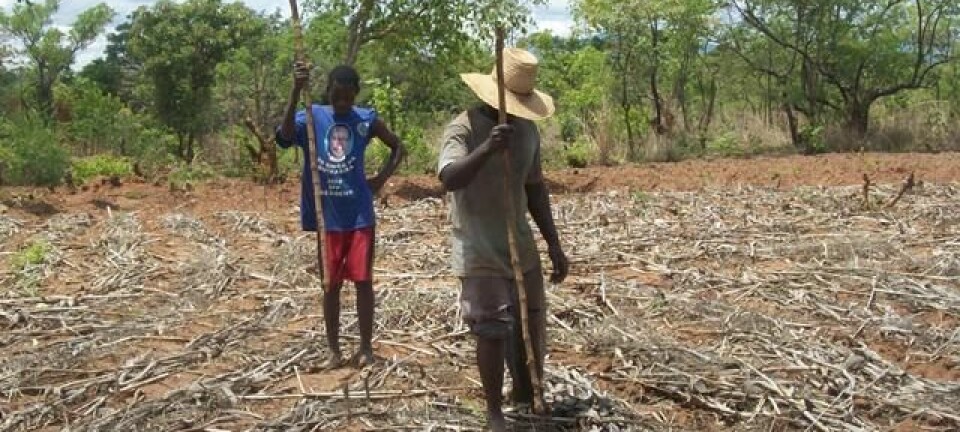 Slik ser det ut når bøndene i Malawi tar i bruk den nye metoden. Istedet for å pløye jorden, stikker de hull på jorden for å så. Bakken dekkes med hamp og planterester som beskyttelse.  (Foto: Amos Ngwira)